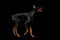 Playful Doberman Pinscher Dog Standing on isolated Black, Side view