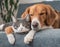 A playful dog and cat cuddling together on a cozy couch