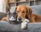 A playful dog and cat cuddling together on a cozy couch