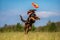 Playful dog catching a frisbee mid-air, bringing laughter and fun to an outdoor adventure. Generative AI