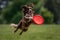 Playful dog catching a frisbee mid-air, bringing laughter and fun to an outdoor adventure. Generative AI