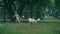 Playful dog chasing little boy play together water sprinklers in summer park.