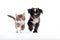 The Playful Dog and Curious Kitten, Unlikely Best Friends AI Generated Illustration