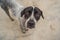 Playful dog face, black white and brown, with nose close to the camera lens, focus on face, closeup, with black and