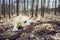 Playful dog in forest