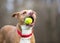 A playful dog holding a ball in its mouth