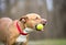 A playful dog holding a ball in its mouth