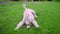 Playful dog running away from ball. White labradoodle running grass