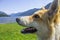 A playful dog sits on the beach and looks carefully