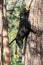 Playful dog of Staffordshire Bull Terrier breed, black color, smiling face, jumping for the ball hanging from tree.