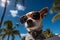 A Playful Dog in Sunglasses Takes on a Human Role. Generative By Ai