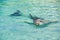 Playful Dolphin enjoying sunny day