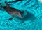 Playful Dolphin, Las Vegas, Nevada