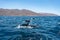 Playful Dolphins in Baja California Waters