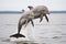 Playful dolphins jumping in the sea at sunset