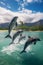 Playful Dolphins Leaping in Crystal Clear Waters