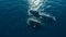 Playful dolphins and majestic humpback whales breach in tranquil seas generated by AI