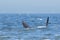 Playful dolphins swimming in the ocean