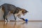 Playful Domestic Cat Engaging with a Toy Ball: Feline Fun and Games