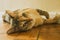 Playful domestic cat lying on wooden floor. Adorable shorthair tabby kitten