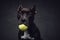 Playful domestic dark brown dog with tennis ball