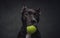 Playful domestic dark brown dog with tennis ball