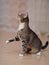 Playful domestic striped cat on a floor.