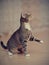 Playful domestic striped cat on a floor.