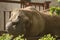 Playful Elephant Doing Tricks with Trunk