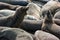 Playful Elephant Seals