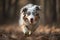 A playful and energetic Australian Shepherd fetching a ball showing off its high energy and playful nature. Generative AI