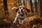 A playful and energetic Beagle chasing a scent - This Beagle is chasing a scent, showing off its playful and energetic nature.