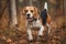 A playful and energetic Beagle chasing a scent - This Beagle is chasing a scent, showing off its playful and energetic nature.