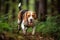 A playful and energetic Beagle chasing a scent - This Beagle is chasing a scent, showing off its playful and energetic nature.