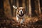 A playful and energetic Beagle chasing a scent - This Beagle is chasing a scent, showing off its playful and energetic nature.