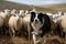 A playful and energetic Border Collie herding sheep - This Border Collie is herding sheep, showing off its playful and energetic