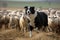 A playful and energetic Border Collie herding sheep - This Border Collie is herding sheep, showing off its playful and energetic