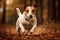 A playful and energetic Jack Russell Terrier chasing a ball, showing off its high energy and playful nature. Generative AI