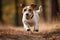 A playful and energetic Jack Russell Terrier chasing a ball, showing off its high energy and playful nature. Generative AI