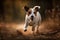 A playful and energetic Jack Russell Terrier chasing a ball, showing off its high energy and playful nature. Generative AI