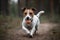 A playful and energetic Jack Russell Terrier chasing a ball, showing off its high energy and playful nature. Generative AI