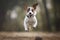 A playful and energetic Jack Russell Terrier jumping for a toy, showing off its playful and energetic nature. Generative AI