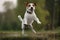 A playful and energetic Jack Russell Terrier jumping for a toy, showing off its playful and energetic nature. Generative AI