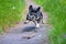 Playful energetic little dog playing fetch with a stick