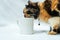 The playful energy of this cat is contagious as they engage with a white blank mug in a series of adorable moments