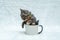 The playful energy and sense of adventure of this small kitten are evident as they stick half their body inside a white blank mug