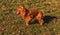 Playful english cocker spaniel standing on grassy ground