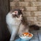 A playful fluffy cat climbed onto a table on which stands a plate with cottage cheese