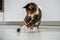 Playful fluffy kitty pulls paw towards toy catnip. Useful entertainment for pets. Love house animals