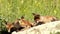 Playful fox cubs Vulpes